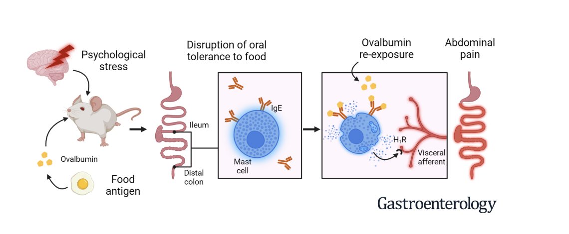 🔥New study: Psychological stress can break oral tolerance to food, triggering IgE-mediated mast cell activation &amp; gut pain hypersensitivity—offering insights into stress-induced IBS. #GITwitter  
📃…s-jbs-prod-cdn.jbs.elsevierhealth.com/article/S0016-…