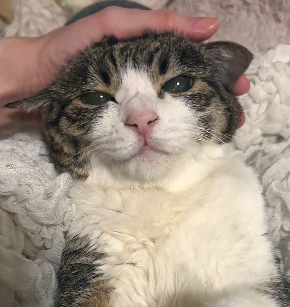 y5_y5_san's tweet image. 2/22猫の日たのしかったね！でもまいにち猫の日みたいなもんだよね！だからきょうも猫の日🐈🐈‍⬛✨

#猫の日 
#毎日が猫の日 
#ねこかわいい