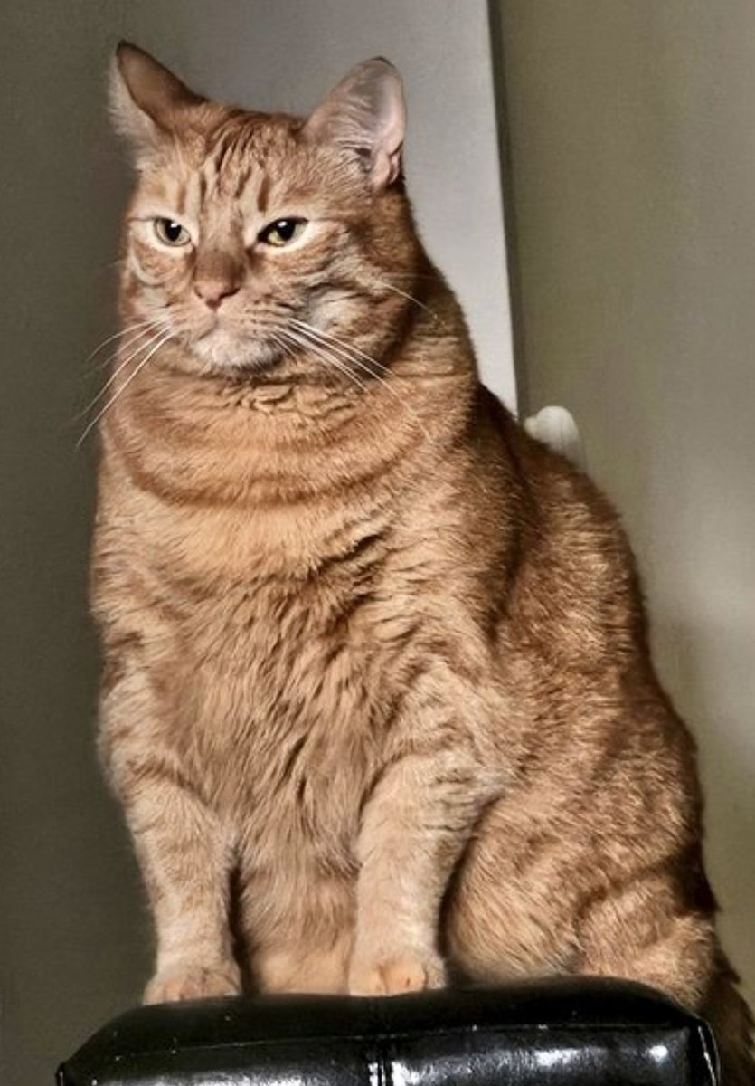 Let's be friends! - Handsome Tiny Lion, Blaze