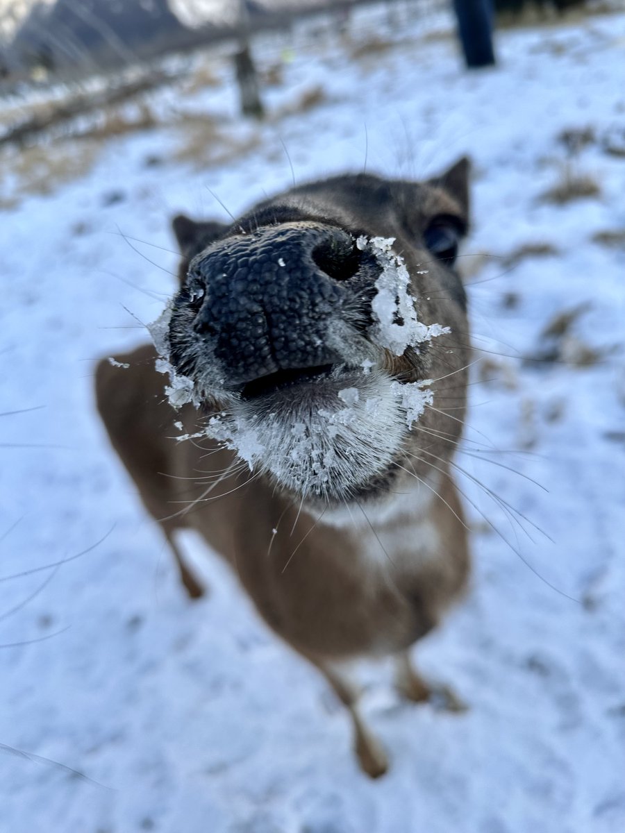 Hey there! Looking for a job? Check out our website to see our summer 2025 openings!
alaskawildlife.org/about/jobs/

#Jobs #seasonalwork #summerjob #awcc #Alaska