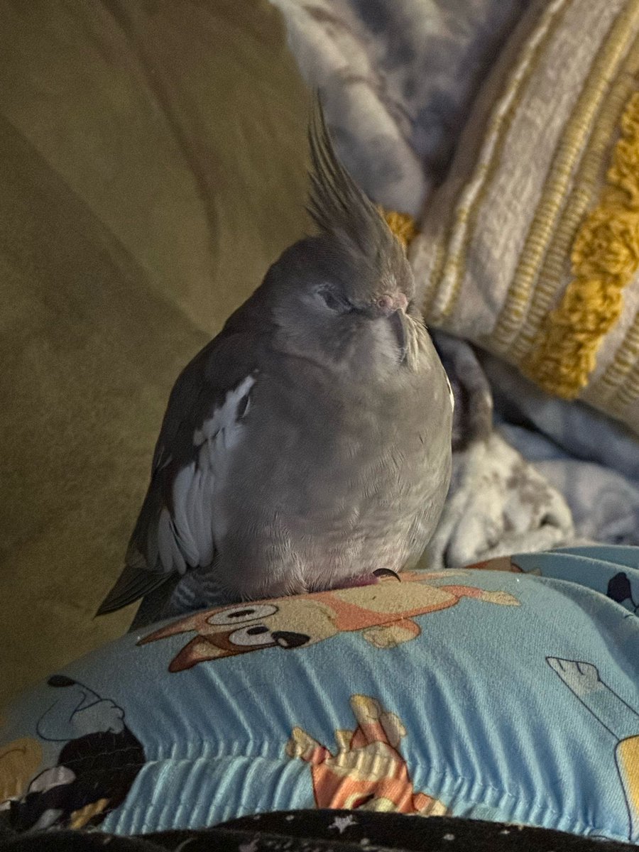 i love to sleep in Pear Mode 🍐

with one toe out of course