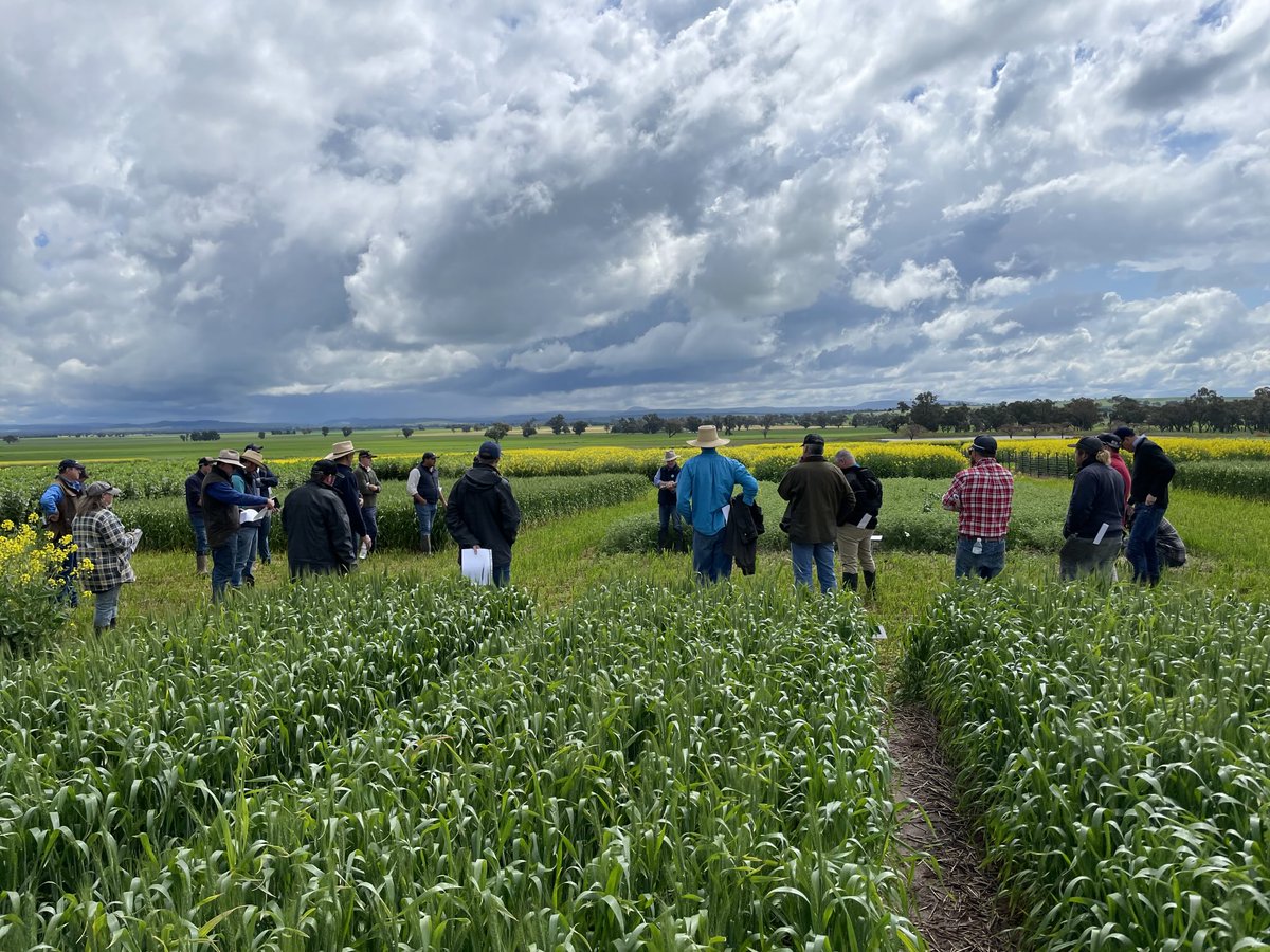 AgroJAK's tweet image. If you would like to join CSIROs Innovative Agronomy Research Team in sthNSW as a Field Technician check out this opportunity and link with teams across the country.
jobs.csiro.au/job-invite/990…