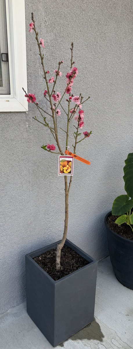 E_R_3_0's tweet photo. ๐ฑ Wanted To Plant Something This Weekend. Picked This Modern Pot To Start And Then I Found Her Shes Going To Be A Nice Addition To Other Fruit Trees I Have In The Patio. Iโm Excited To See Her Grow ๐ฑ
#Peach #Peachtree #RedBarron #SemiDwarf #Greenthumb https://t.co/3GvmA4vlFO