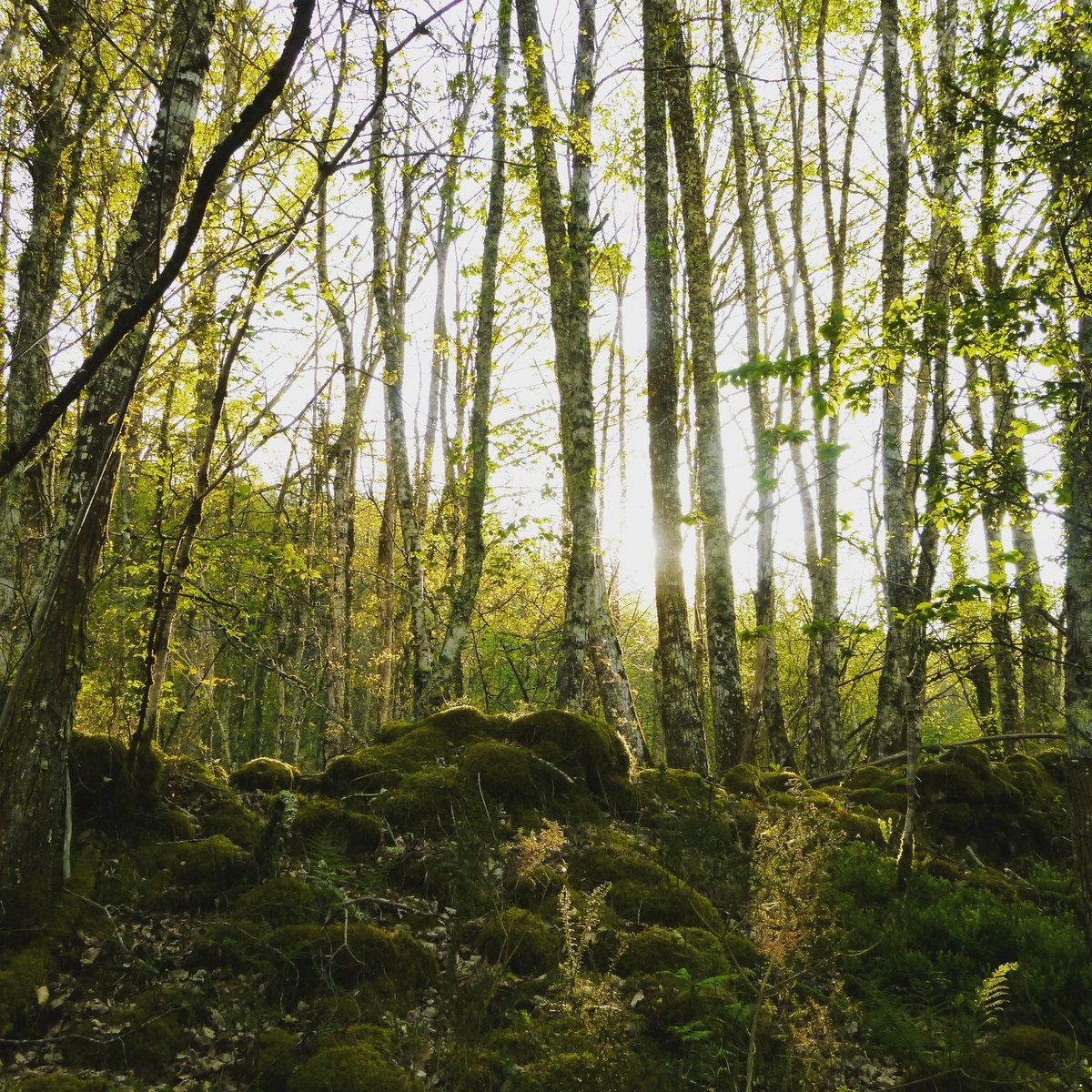🌳🌳🌳 Según la científica canadiense Dra. Suzanne Simard:

"El bosque es una comunidad en la que los árboles no compiten entre sí, sino que trabajan en harmonía para compartir la luz del sol"

😊 casaruralpicoseuropa.com/entorno/

#senderismo #trekking #hiking #Asturias #PicosdeEuropa