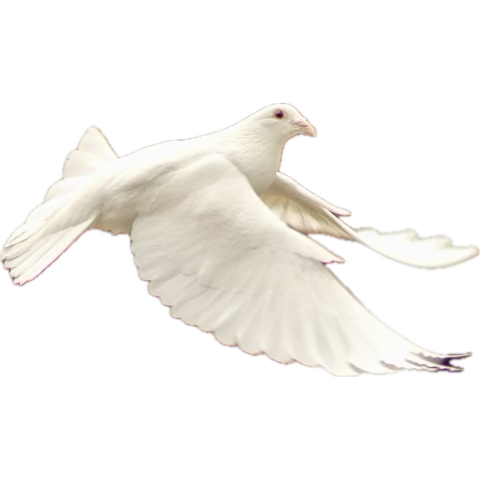 wilfredhamelink's tweet photo. @MikeTyson I think you look at your doves https://t.co/ECZ8NT3YoC