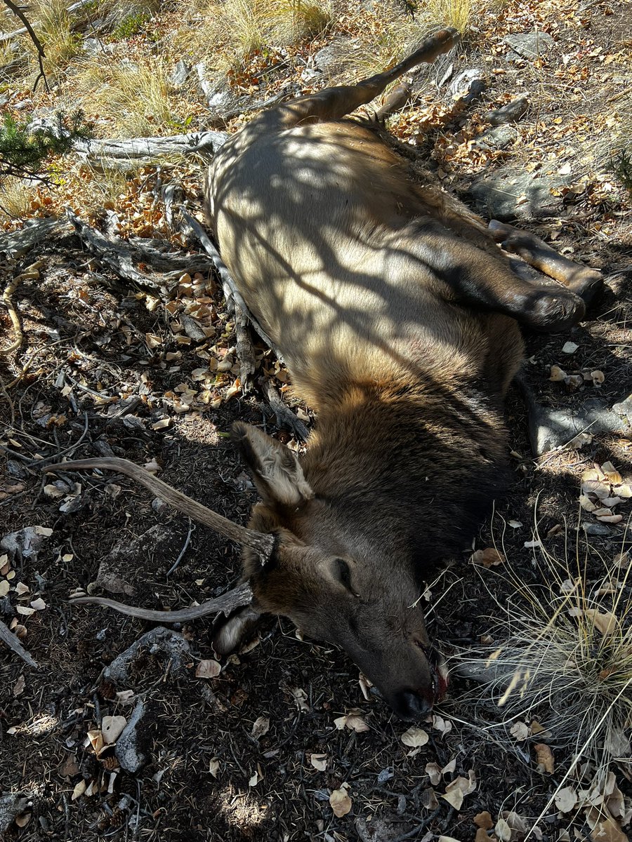 Elk 2024 - Colorado!