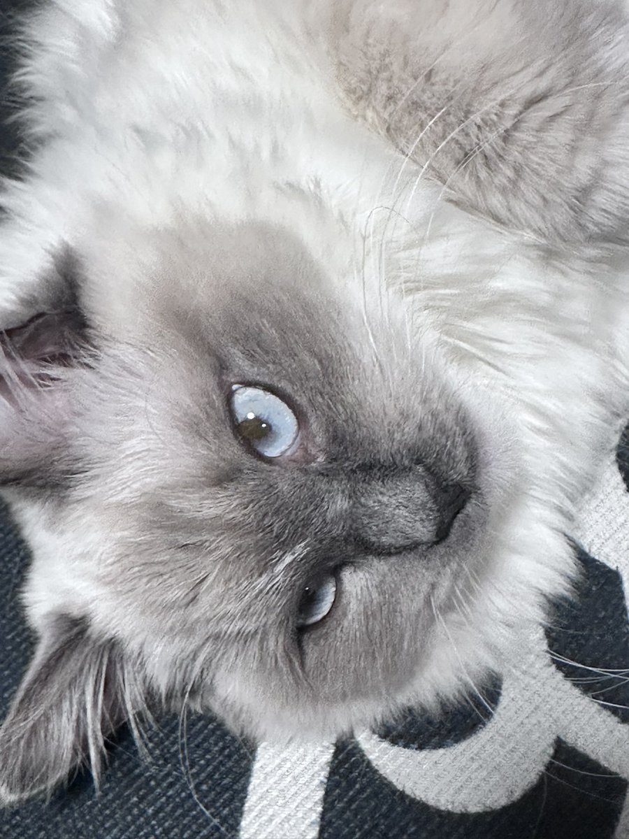 遅れちゃったにゃん
#猫の日 
#ねこの日