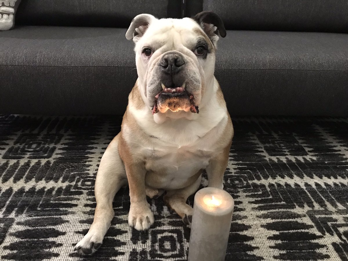 Tonight I light my candle to honor my wonderful friend Cleopatra <a href="/Catsemail/">Cleopatra the English Bulldog</a>  I was so fortunate to spend time with her every year as she was an amazing host for bullybash…she even let me borrow her pink polka dot life jacket so I wouldn’t drown in her pool. Love you Cleo…😢💔❤️