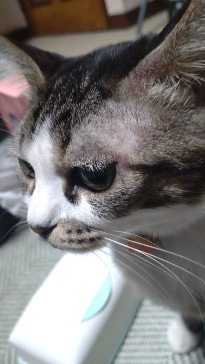 ちえ😺にゃんこと一緒😻 (@chie_angel_hear) on Twitter photo 