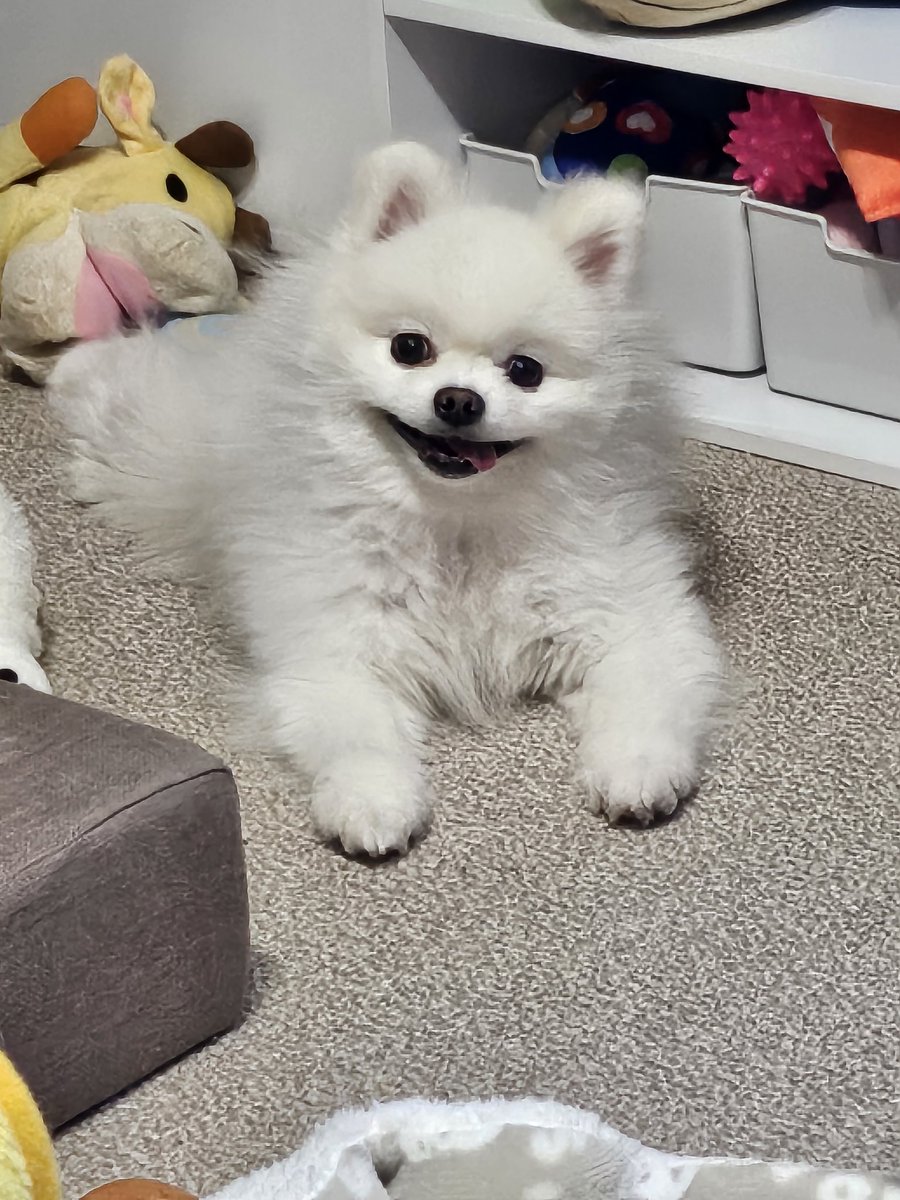 おはようございます☀

ニコニコゆきちゃん🐶💕
