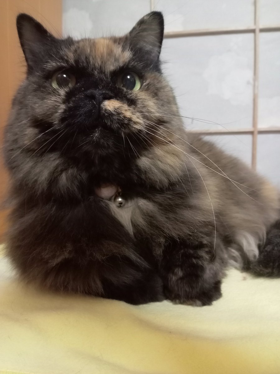 皆さん✨✨✨
おはよぉございます🤗
先代のジェリーくん🐈
その娘のロンちゃん🐈‍⬛
地域猫のクゥちゃん🐈‍⬛
今後とも宜しくお願いします🤍
さてと1週間の買い出し行くとしますか🚗💨💨💨💨💨