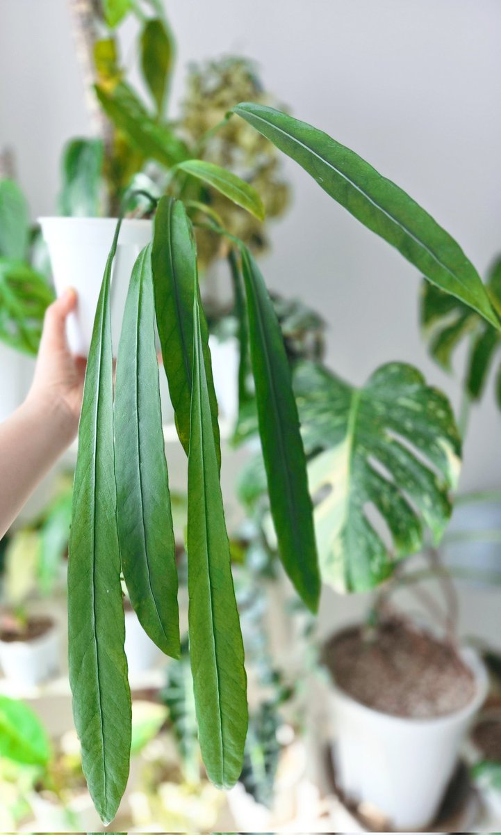 간신히 싹 내주던 비타리가
이렇게 자랐다니 기특하다