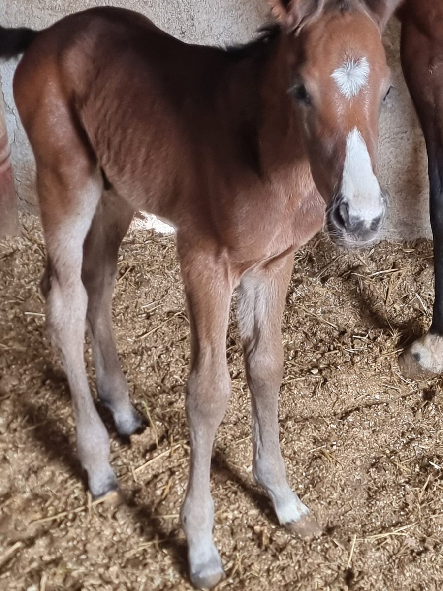 KINOWA 2025 tayları... 
ÇIĞ by Lion Heart erkek tayı
CORNANTE by Toruk Macto erkek tayı... 
Sn. Murat Erkan ve Sn. Fuat Yıldız'a hayırlı uğurlu olmasını dileriz
<a href="/AygirKinowa/">Kinowa Stallion</a>