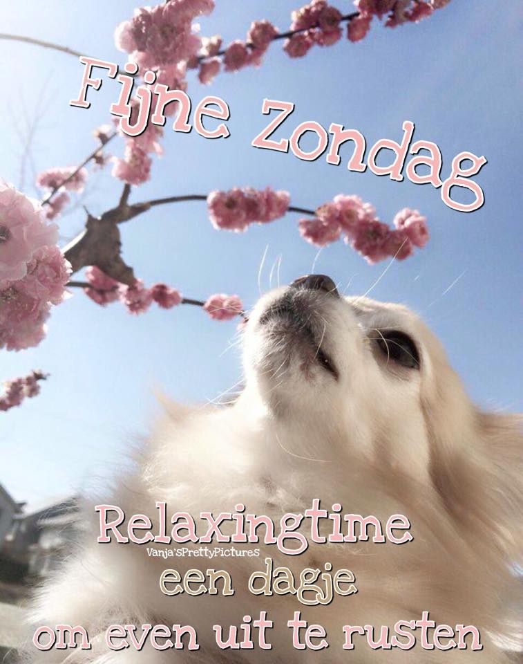 🌞Henk🏖 tweet media
