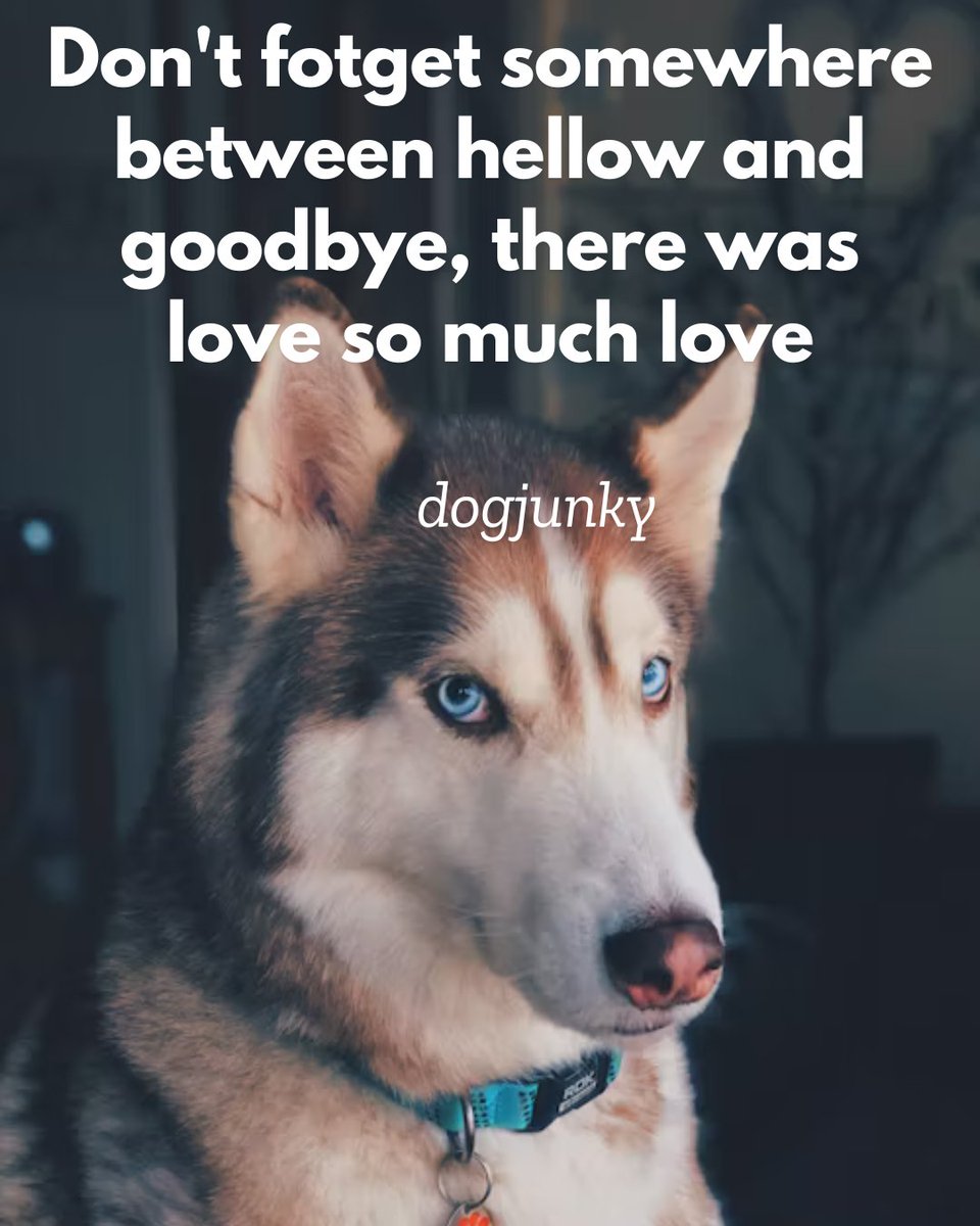 dog_junky's tweet photo. Dogs have no idea how wonderful they are they just wander around making the world a better place

#topcatphoto #yourcatphoto #catofinstagram #kittenoftheday #rescuecatsofinstagram #catstocker #ragdollcats #catslovers #caturday #catsofinstagram #kittenlovers #catwalk #bestmeow https://t.co/UGeSwa5lPK