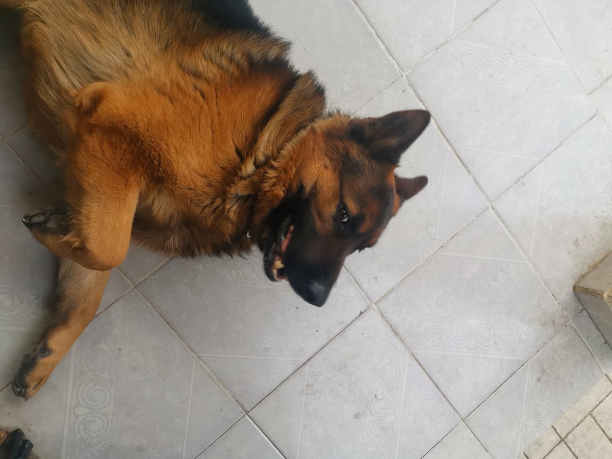 Eli.⠀
I might use my twt acc more to interact with people that haven't moved to the other site
Hello!
(dog for attention)