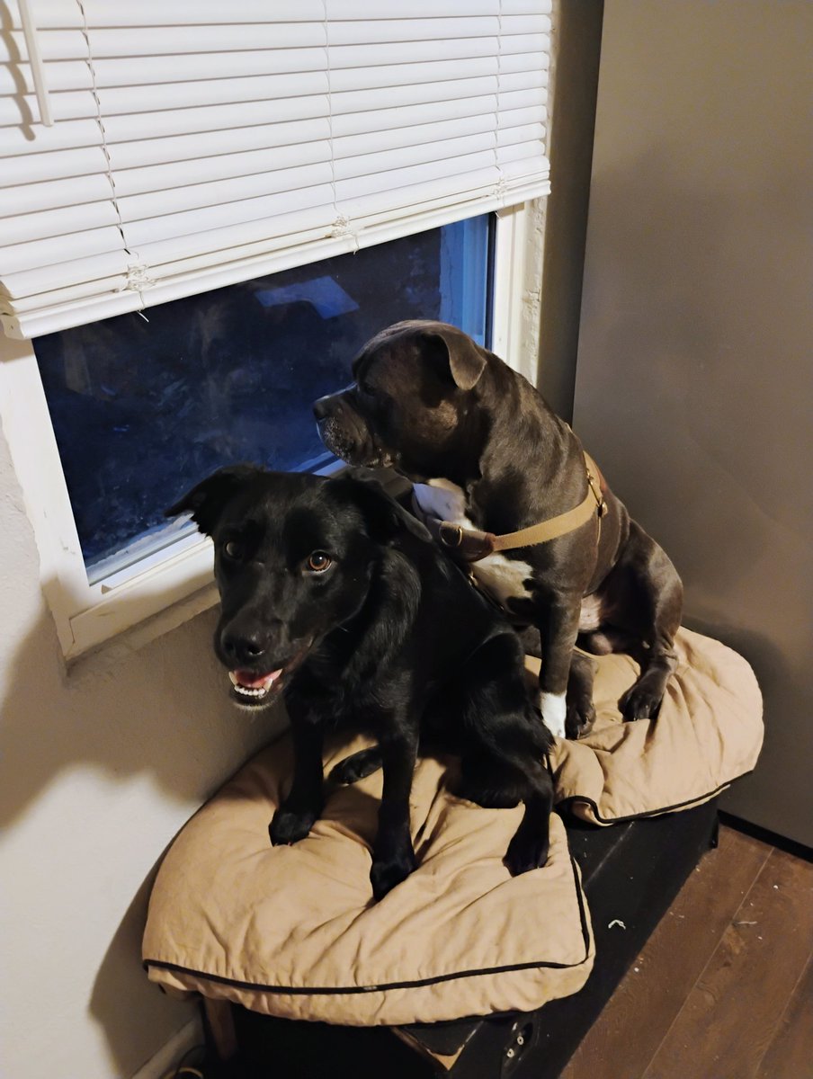 <a href="/SpaceX/">SpaceX</a> <a href="/Starlink/">Starlink</a> <a href="/elonmusk/">Elon Musk</a> can you help save some dogs from this kill shelter near my house?

We launched a token $roxy with the goals of saving other dogs like Roxy that was in a kill shelter. 

Your support would be huge man. Please help us man.