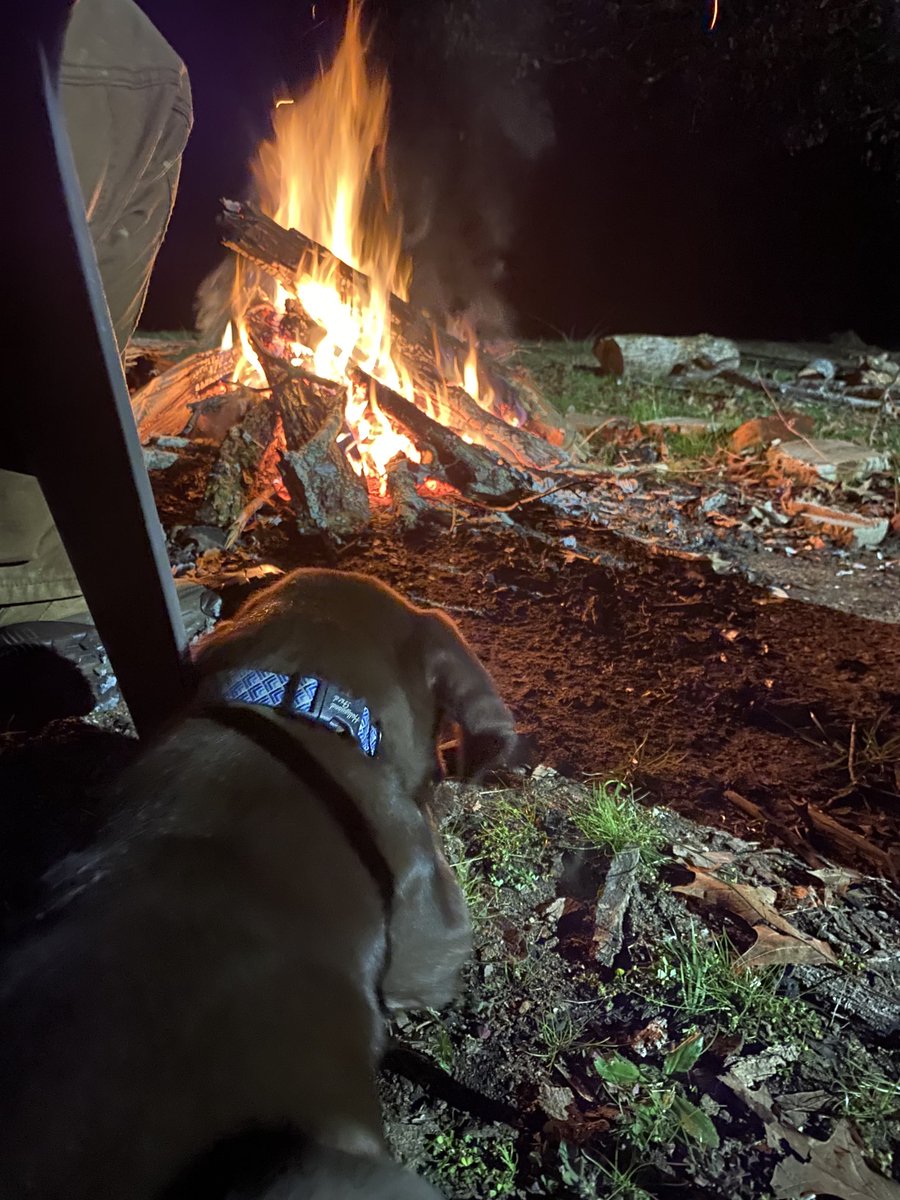 Gunner is enjoying his first camp fire.  #DGD