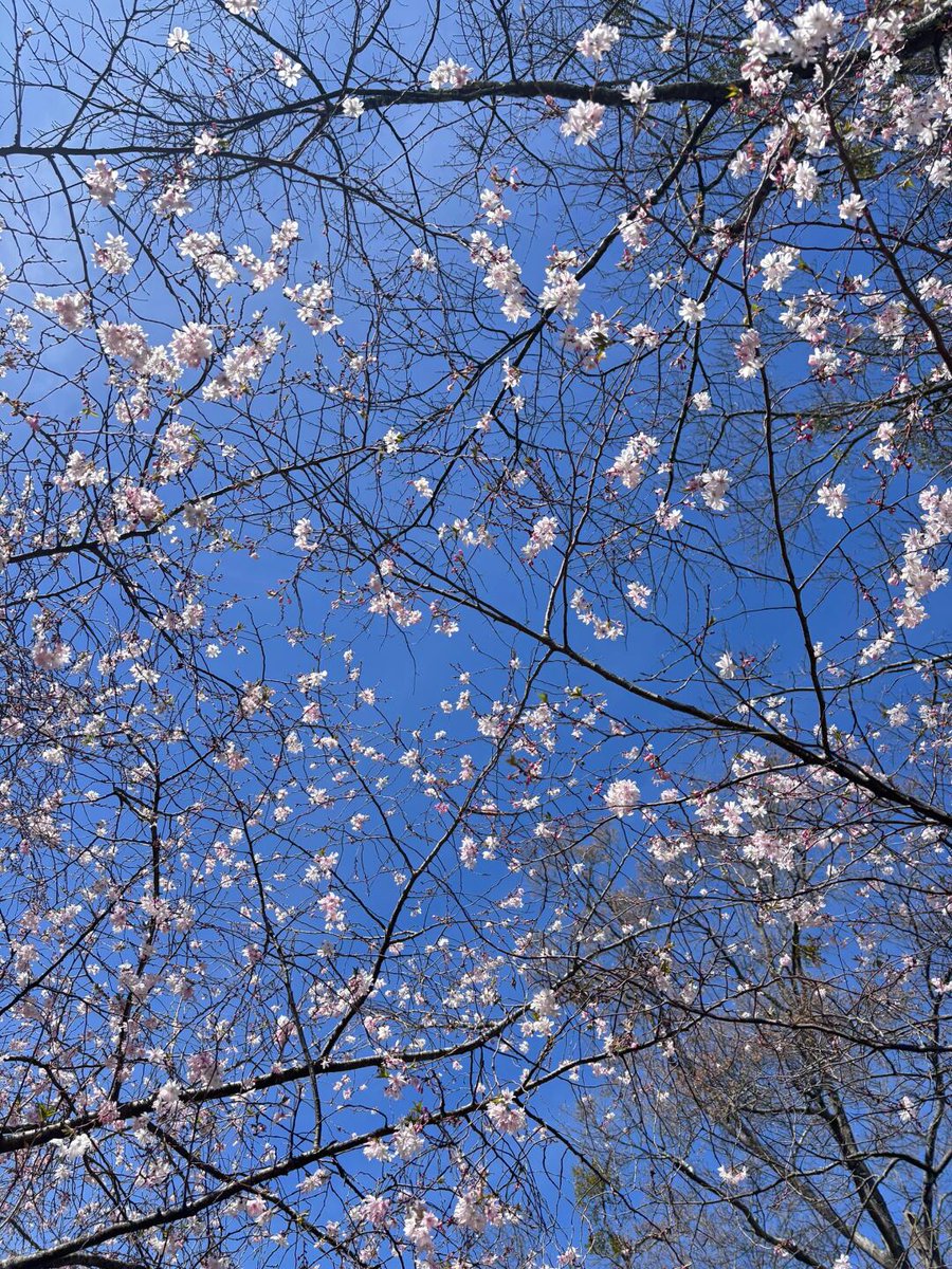 GreenStyfler's tweet photo. The weather has been very good recently. Today I suddenly discovered that the cherry blossoms in Atlanta have bloomed. Does this mean that the warm spring is coming?🌸☀️#SpringVibes #CherryBlossom #Atlanta #SpringIsComing #NatureLover #BeautifulWeather #BlossomSeason #ScenicViews https://t.co/Wsp8YM9PW4