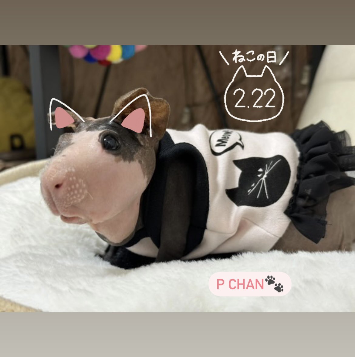 morucolle's tweet photo. 2.22🐈の日にゃ🐾
👗ドット猫柄ワンピース
モデルのぴーちゃん🐾
#モル盛るシャツ #モル盛る服 #morucolle #スキニーギニアピッグ #モルモット #guineapigs #モルモット服 #天竺鼠 #petmodel #guineapigmodel #skinnyguineapigs #猫柄ワンピース👗 https://t.co/wuUN0mo9sd