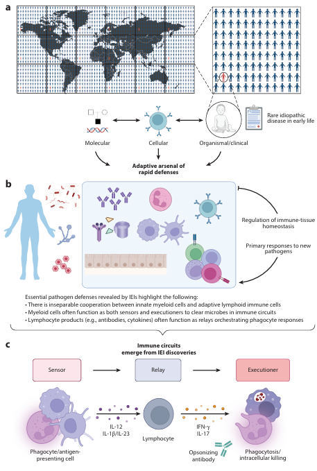 Review <a href="/AnnualReviews/">Annual Reviews</a> <a href="/lucasite_lab/">Carrie Lucas</a> <a href="/MackJBender/">Mackenzie J Bender</a> 
Decoding Immunobiology Through Genetic Errors of Immunity
annualreviews.org/content/journa…