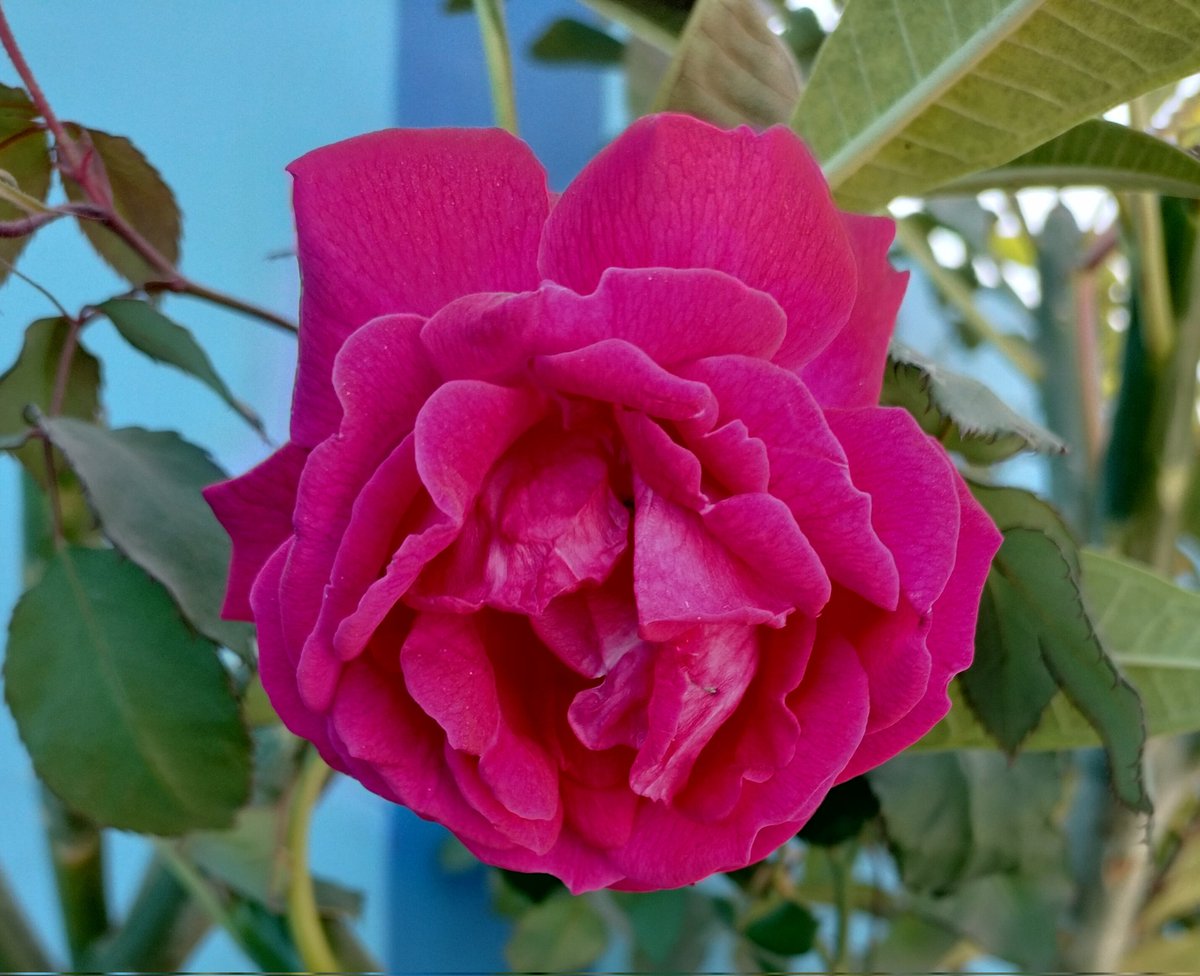 शुभ रविवार🙏
ॐ ह्रीं ह्रीं सूर्याय नमः।
भगवान सूर्यदेव आपको आपके कर्मों का मनोवांछित फल दें।🙏