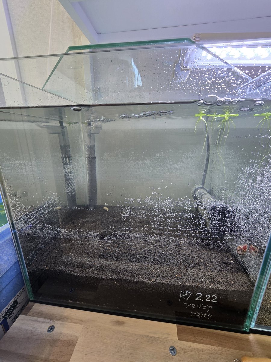 jan_th29's tweet photo. 水槽立ち上げ。
今回は厚敷き、底面フィルター。ソイルはアマゾニア🫡アマゾニアはたまたま地元のアクアショップで見つけました。バクテリア、いろいろ悩みましたが、エスノーベルさんのエスバクを使っている水槽の調子がいいので、エスバクを。ついでに種水も。うまく立ち上がるかな。
#エスノーベル https://t.co/iQiwV3jrUS