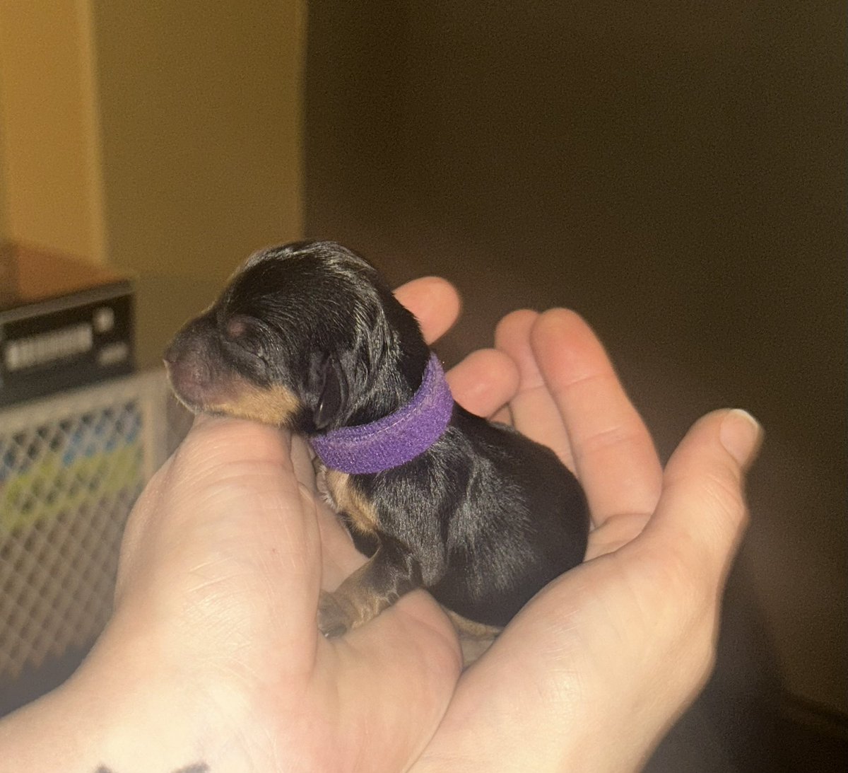 Chester_Peaks 🇨🇦 tweet media