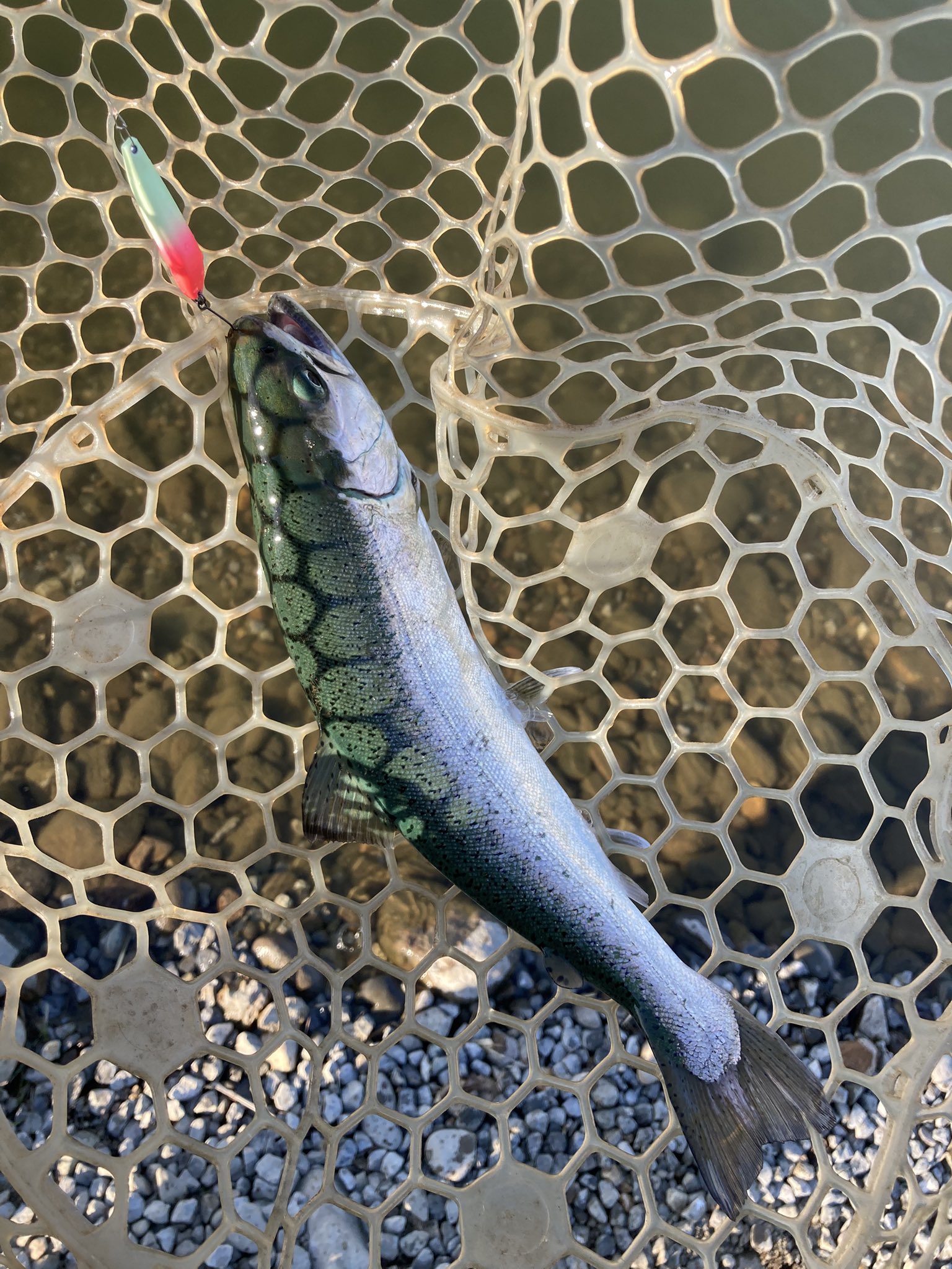 魚釣亭道楽 (@dowluckmusuko) / X