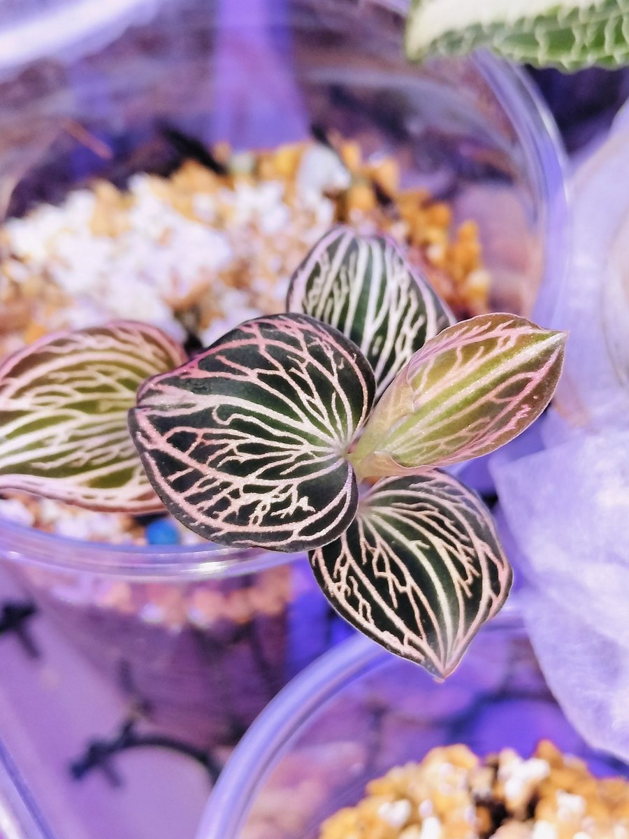 ジュエルオーキッド　アネクトキラス レインワーディー（ディスティンクション） Anoectochilus reinwardtii 'Distinction' 君最後の生き残りなんだから