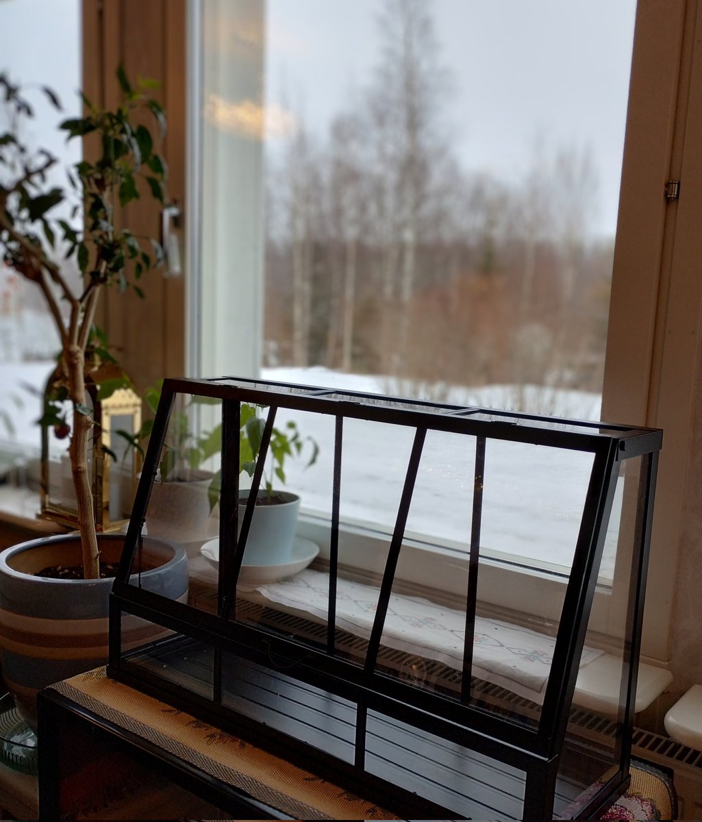 tuijamh's tweet photo. Pienten chilikasvien elämän alku idätyslautoilla.  🌶️🌱☀️😊 Uusiokäytössä routamatto, suodatinpaperi ja noutoruokarasiat 😀 #viljely #taimet #chili #kevät #idätyslautta https://t.co/6RB5dzPDDl