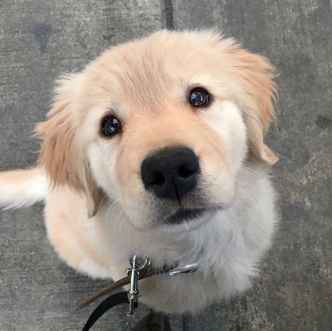 yunho as puppies (@jyhpuppy) on Twitter photo 