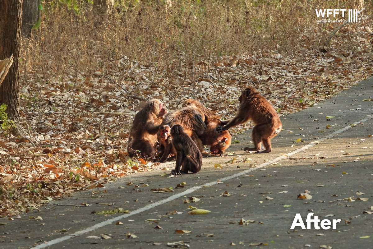 WFFThailand's tweet image. We rescued this #stumptailedmacaque, Sakakibara, in Dec 2024 after an attack by other #primates. After weeks of treatment, he’s fully recovered and back in the wild! 🌿 Read the full story here: wfft.org/primates/stump…

Your support makes a difference! 💚