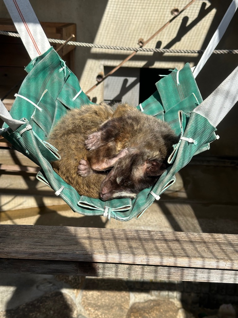 ichikawa_zoo's tweet image. 日向でお昼寝してくれたらお客さんも見やすくて、
暖かいかなと手作りしてつけたハンモック🏕️
実は、去年の春から今まで全く使ってくれませんでした。

今週になって、「使わないならカワウソにプレゼントしようか」
と話していた最中…😳

#市川市動植物園
#ハクビシン
#ドン
#お昼寝
#飼育員大歓喜