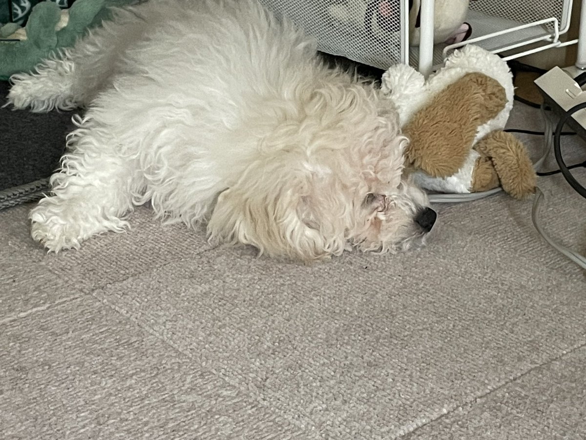 昨日寝る前に
「起きたら起こしてね！」と言われ
絶対起きないよなー💭
と思いつつ引き受けた。
…もう5回起こしてる…起きない🙃

トイレに一度起きたけど
「まだ起きない〜😪」と言ってベットに戻りスピスピ寝てる奥さんが愛らしい☺️
ぐー&amp;ぼんも寝てる💤

みんな可愛いな💕