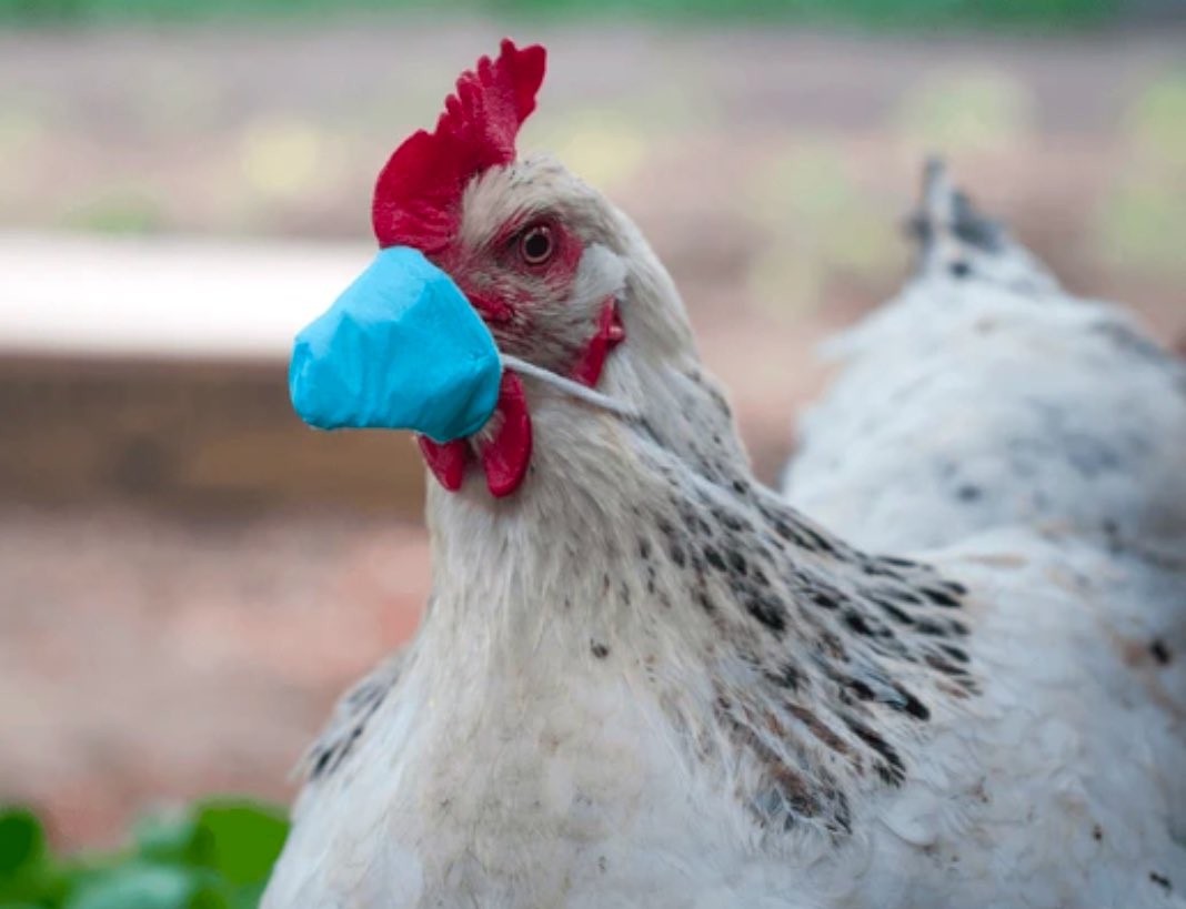 Best way to stop bird flu from spreading from chicken to chicken is to make sure they social distance and ofcourse masks are a must. Trust the science. 
For chicken I think three feet is good. 
🤣.