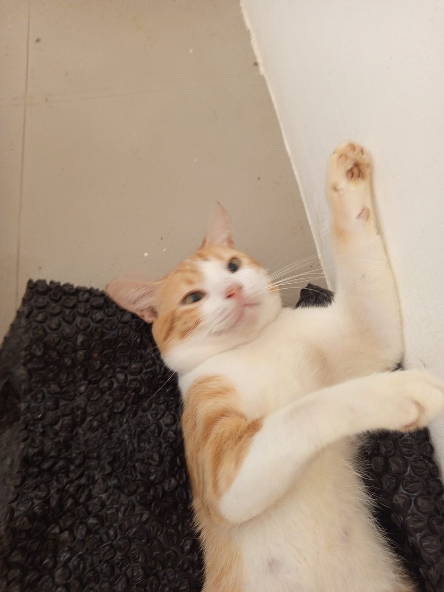 MGASpillsFacts's tweet photo. Another cat died today. 

Run free, Doskie. 

#totherainbowbridge. https://t.co/jQtsyzKccl