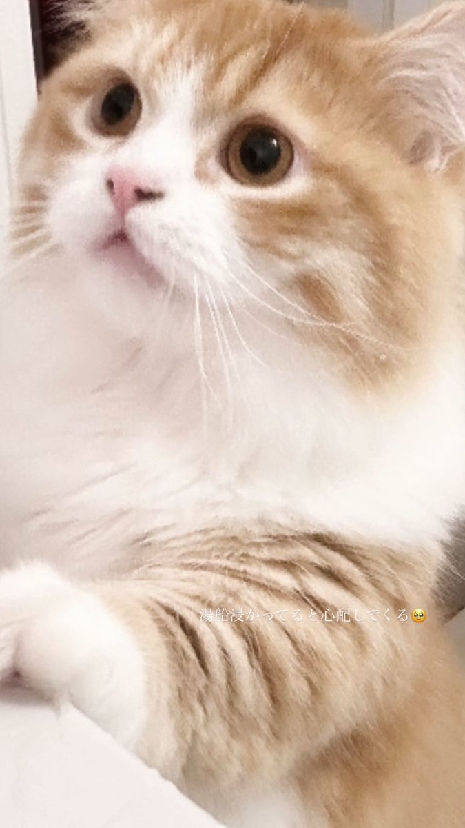 ねここねこ (@la_never_u) / Posts / X