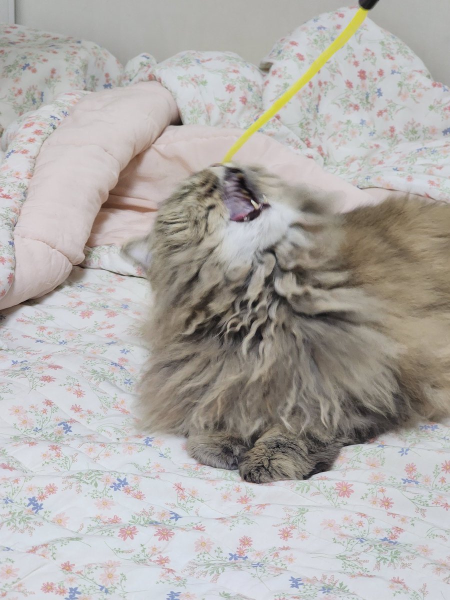 장고 최애 장난감 크리미캣 때찌볼인데 이제 구할수가 없어서 ㅠㅠ 혹시 비슷한 장난감 아시는분 제보 부탁드려요