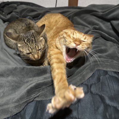 #新しいプロフィール画像