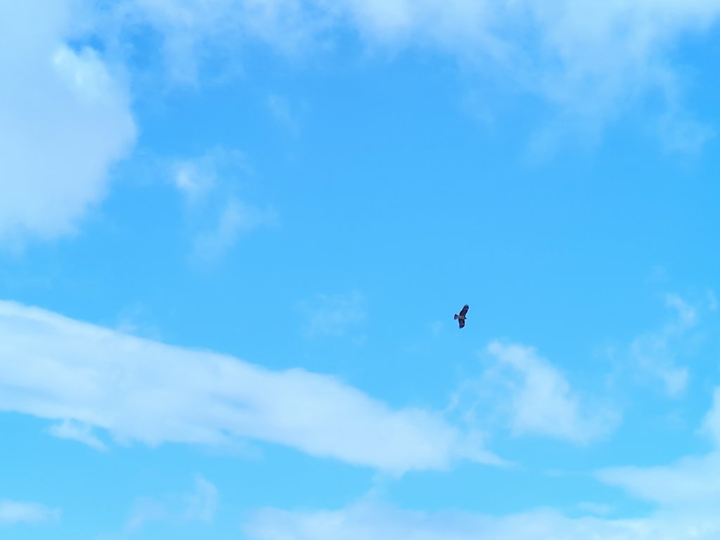 北区のビュー福島潟さんで開催されている『みずとつちの芸術祭―福島潟―2025・冬』に行ってきました。
青空と雪景色をバックに白鳥やオオヒシクイと楽しそうに飛ぶガタカミちゃん✨
初めて登った展望デッキからは越後平野や越後の山々が見渡せました。高所恐怖症なんでちょっとビビってたけど😅