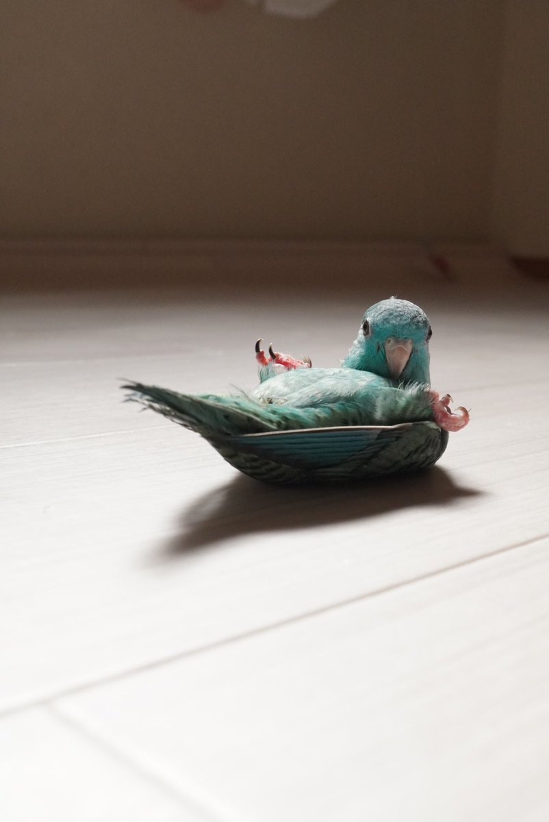 💓

 #サザナミインコ
