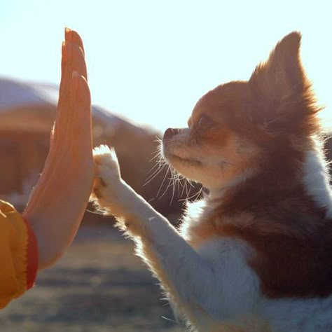 動物はこの世で素晴らしいものの一つで、もしあなたが真実の愛について語るなら、真実の愛を持っているのは人間ではなく動物です、なぜなら人間にはその愛がないからです。
