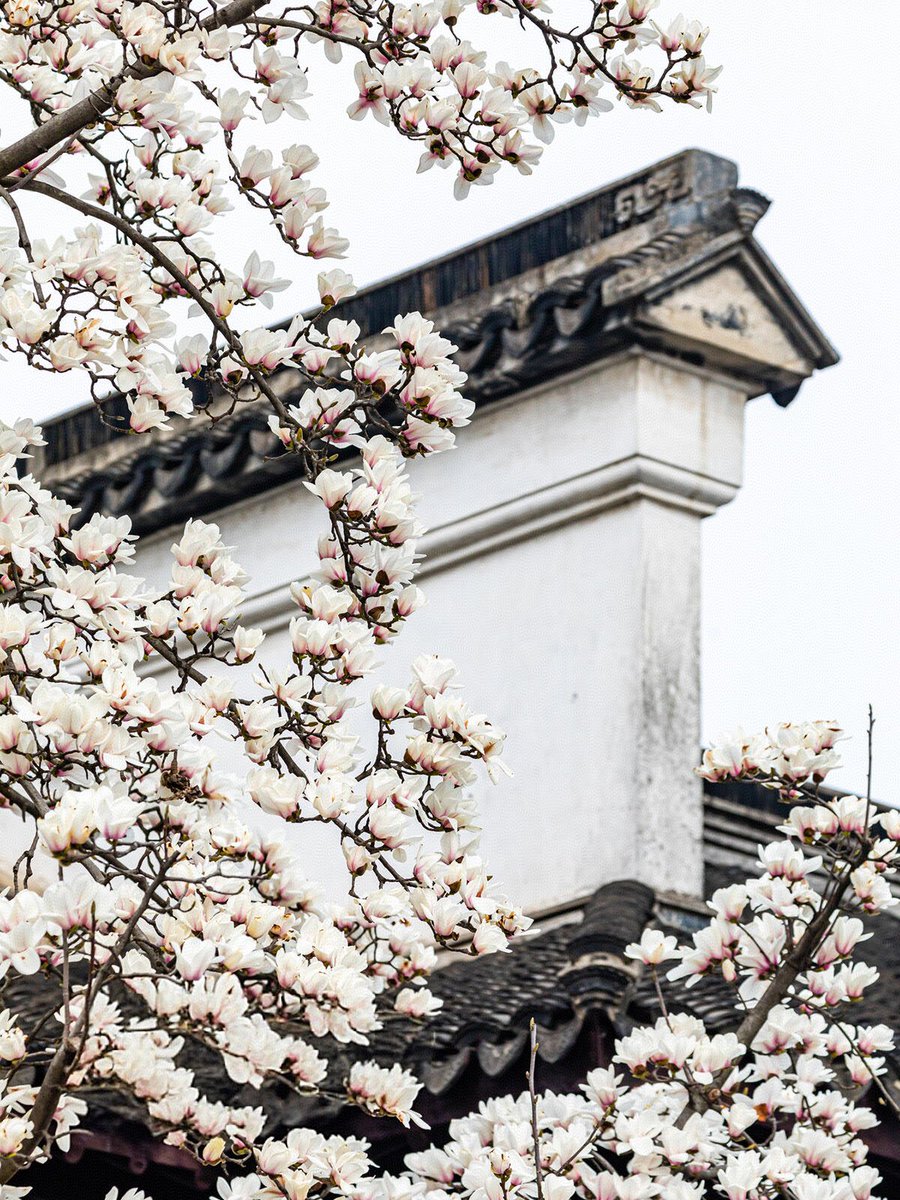 HYF98334204's tweet photo. Magnolias whisper ancient tales among Lion Grove's timeless stones. 🌸
#Suzhou #ClassicalGarden #SpringBlossoms https://t.co/hFeWBJSVJc