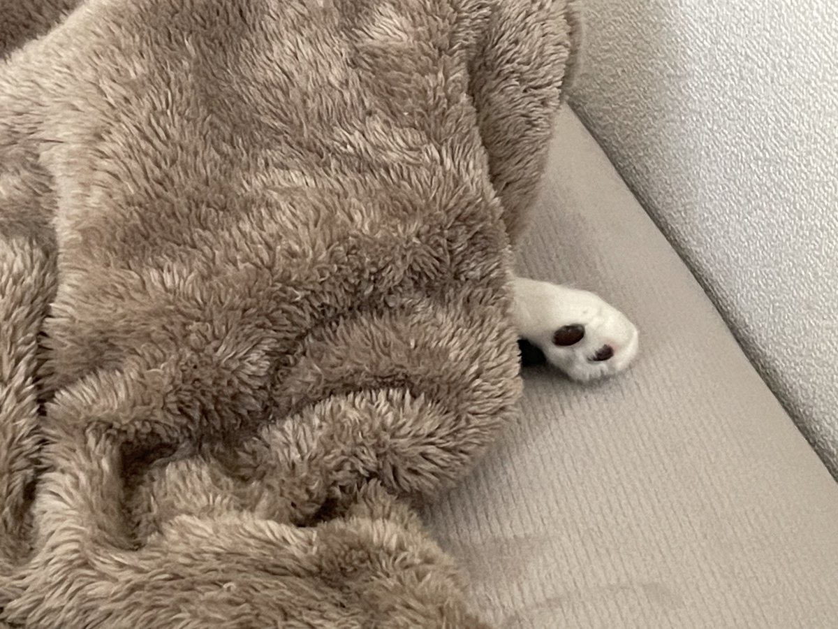 数cmでこの可愛さ