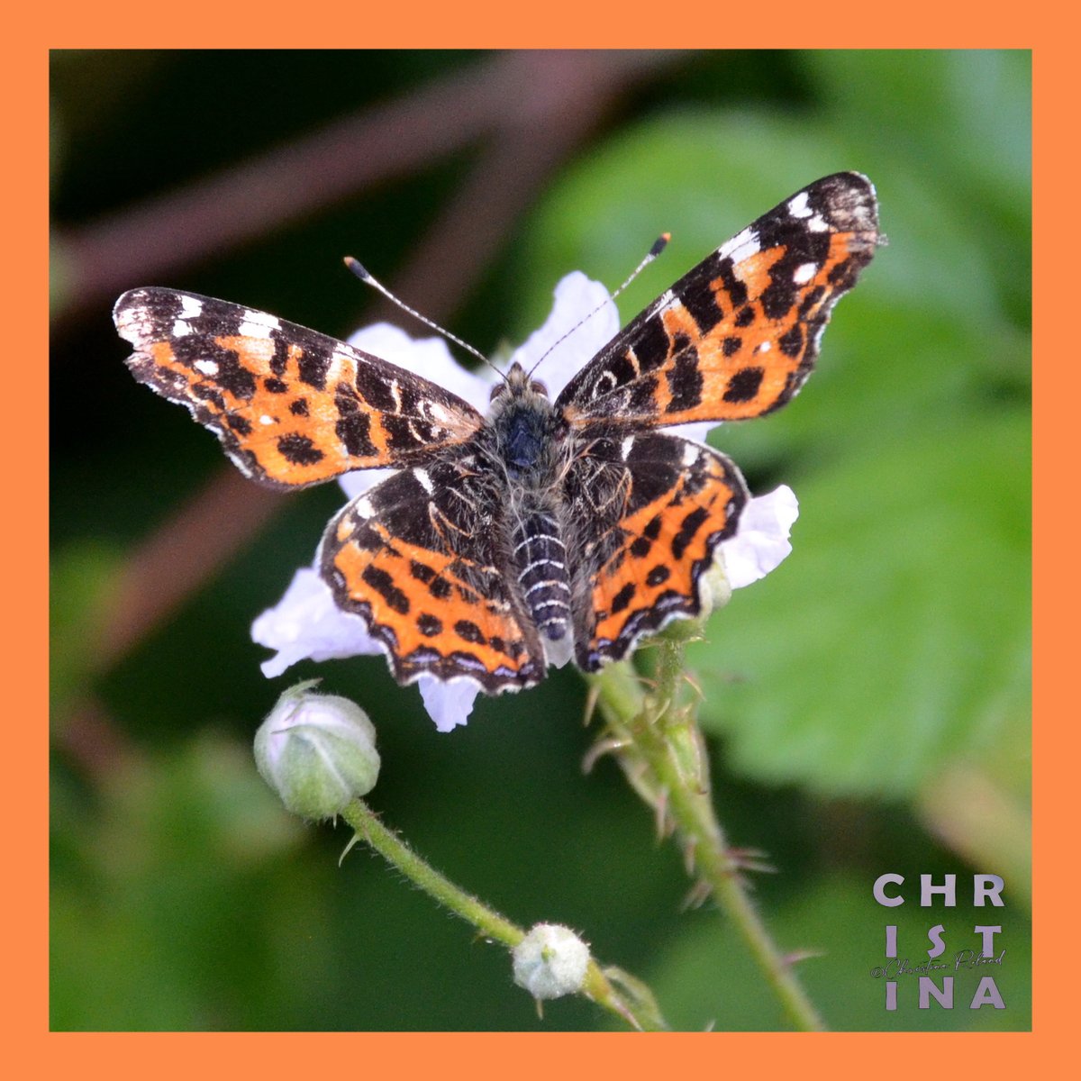 #KleurInDeNatuur dag 23 #Bergamot rgb 254 138 73. Je kunt de kleurstof maken met duindoorn.  Zie alt-tekst voor uitleg over de foto