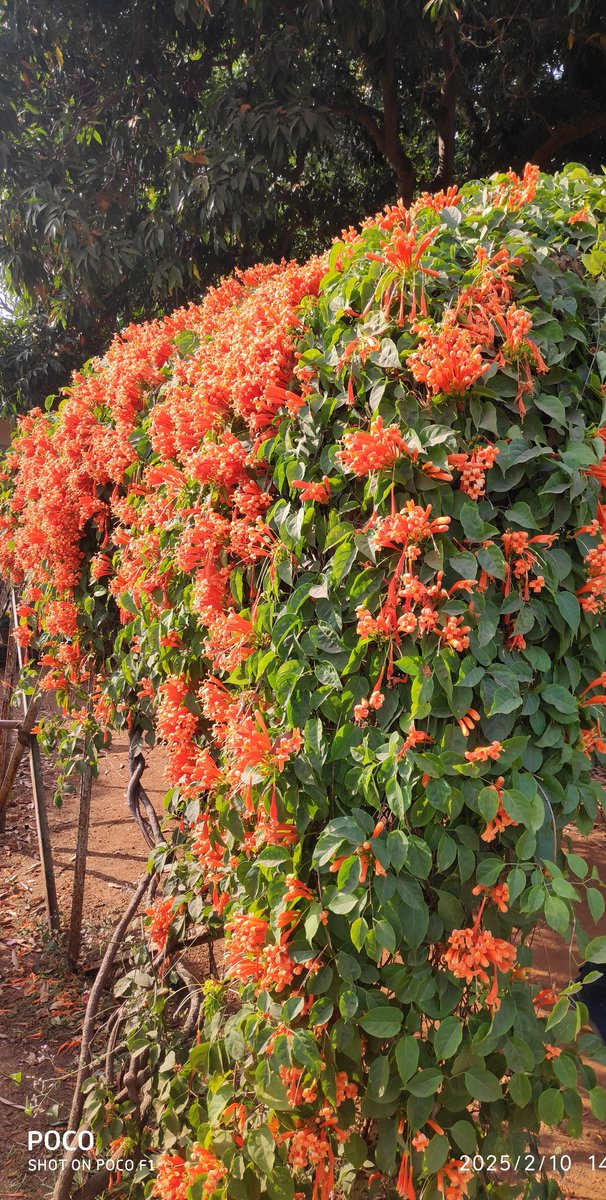 The flower has a beautiful name.
Sonajhurilota.
সোনাঝুরিলতা। 
 The flower of the spring.