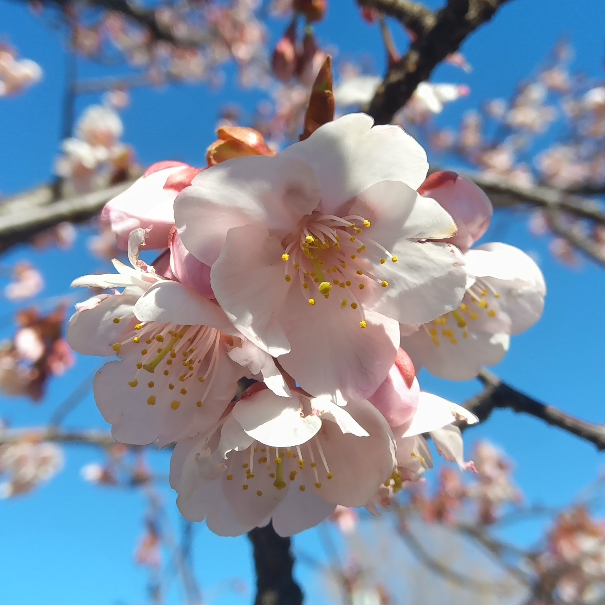 都立篠崎公園 on X: 都立篠崎公園 on X: