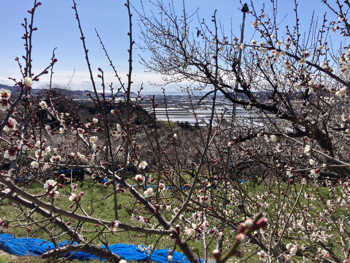 jiburu's tweet photo. 今日のみなべ梅林の開花状態。未だ3分咲き程度かな。
天気が良くて行楽客も来ていますが、次の土日の方が花見には良さそうです。 https://t.co/SXyMTy3z0d