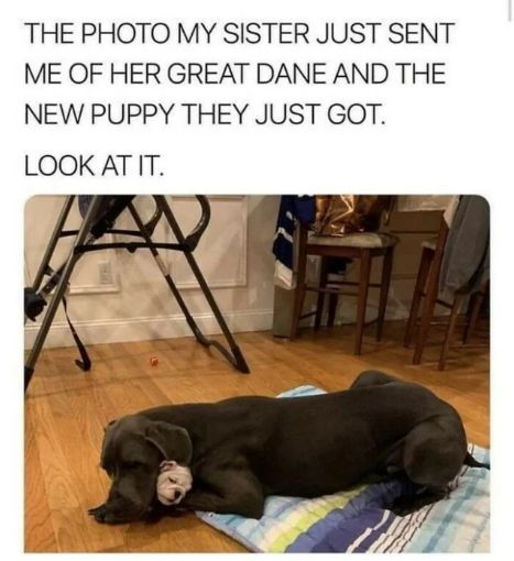 WholesomeMemes (@wholesomememe) on Twitter photo 